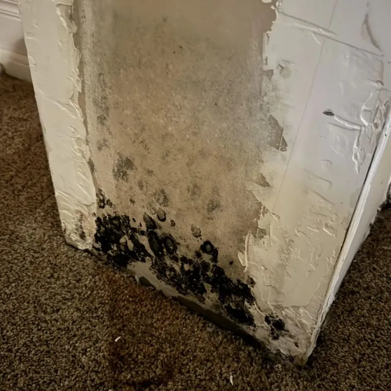 Professional Mold Removal in Menifee, CA